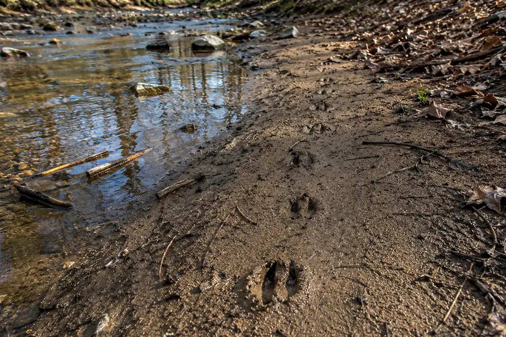 Identifying Animal Tracks