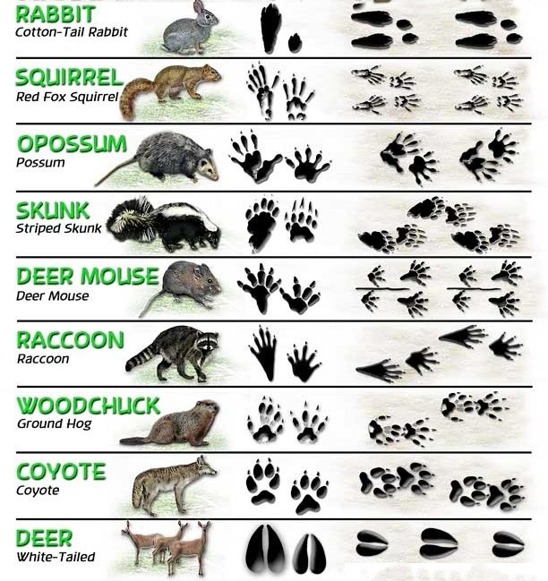 Animal Tracks