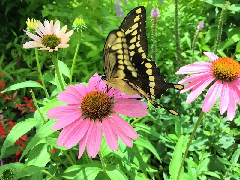 Dr. Bill Roston Native Butterfly House