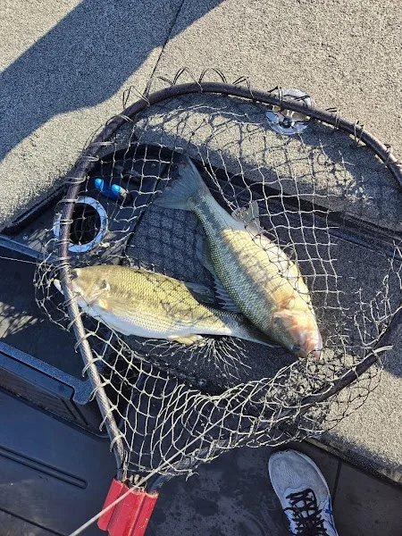 Focused Fishing Guide Service