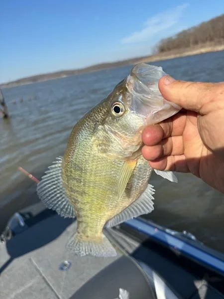 Mark's Guide Service Missouri